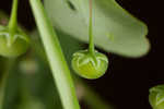 Muscarene Island leaf-flower